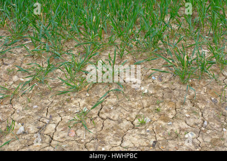 Les plantes de blé poussant dans le sol fissuré Banque D'Images