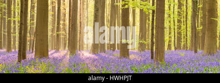 Une belle floraison au début de forêt bluebell la lumière du soleil du matin. Photographié dans la forêt de Halle (Hallerbos) en Belgique. Banque D'Images