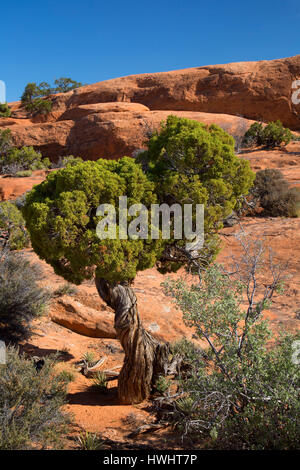 Juniper sur Devils Garden Trail le long de grès, Arches National Park, Utah Banque D'Images