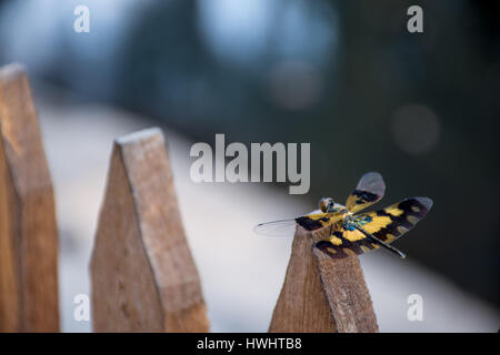 Un beau jaune et noir winged dragon fly s'est posé sur le sommet d'une clôture en bois. Banque D'Images