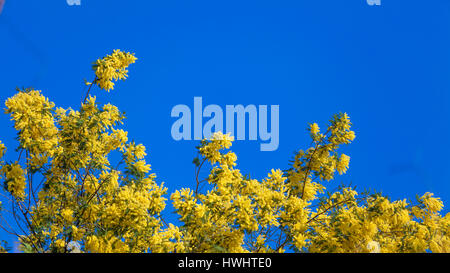 Mimosa. Acacia dealbata Mimosa. Mimosa on Blue Sky Banque D'Images