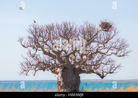 Boab (Baobab) Arbre - l'ouest de l'Australie - Kimberley Banque D'Images