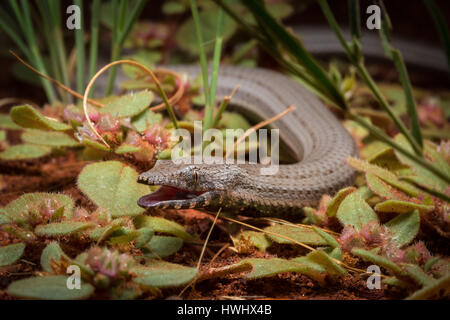 Burton's Snake-Lialis burtonis (lézard) Banque D'Images