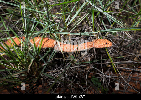 Death Adder commun Snake (Acanthophis antarcticus) Banque D'Images