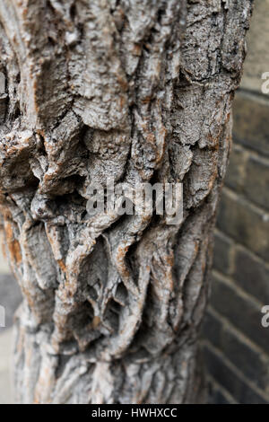 La glycine de tronc et branches en hiver. Banque D'Images