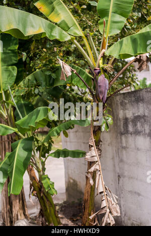 bananes en croissance Banque D'Images
