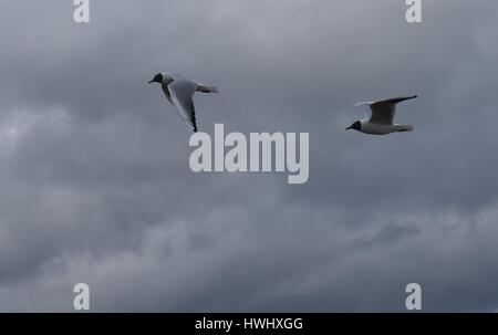 Paire de mouette noir (Chroicocephalus ridibundus) en vol contre les nuages gris. Montrant deux positions de l'aile. Banque D'Images