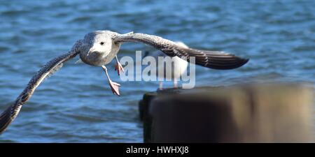 Jeune Goéland argenté (Larus argentatus) planant dans une forte brise Banque D'Images