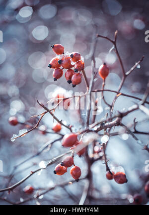 Le Briar bush sous la neige sur les baies Banque D'Images