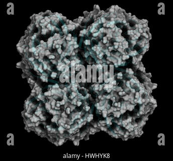 L'enzyme de la neuraminidase. Structure du H5N1 de la grippe aviaire neuraminidase. Représentation Cartoon combinée avec la surface moléculaire semi-transparent. Banque D'Images