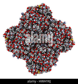 L'enzyme de la neuraminidase. Structure du H5N1 de la grippe aviaire neuraminidase. Les atomes sont représentés comme des sphères classiques avec code couleur. Banque D'Images