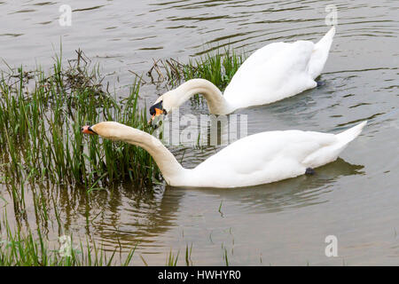 Deux cygnes manger roseaux Banque D'Images