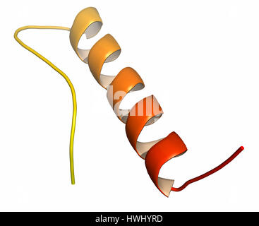 Peptide YY (PYY) réduisant l'appétit polypeptide. Représentation Cartoon avec gradient de backbone de coloration. Banque D'Images