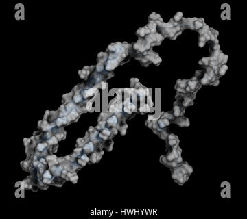 La protéine alpha-synucléine. Peut jouer un rôle dans les maladies de Parkinson et d'Alzheimer. Représentation Cartoon combinée avec la surface moléculaire semi-transparent Banque D'Images