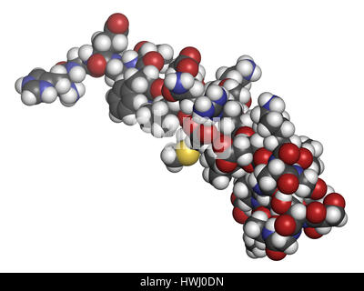 L'exénatide diabète molécule pharmaceutique. Le rendu 3D. Les atomes sont représentés comme des sphères classiques avec codage couleur : blanc (hydrogène), carbone (gris), nitr Banque D'Images