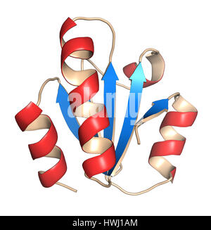 La thiorédoxine enzyme antioxydant. 3D illustration. Caricature de représentation avec une structure secondaire (coloration des feuilles bleu, rouge helices). Banque D'Images