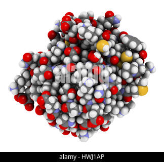 La thiorédoxine enzyme antioxydant. 3D illustration. Montré que les atomes avec codage couleur des sphères classiques. Banque D'Images