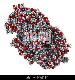 L'amylase (alpha-amylase pancréatique humain) de protéines. Enzyme digestive, responsable de l'hydrolyse de l'amidon en sucres. 3D illustration. Illustré d'atomes Banque D'Images