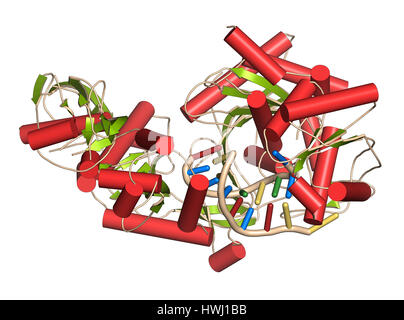 L'Argonaute-2 (enzyme). Partie de la complexe RISC et jouent un rôle dans l'ARN interférence (Arni). 3D illustration. Représentation Cartoon avec secondaire Banque D'Images