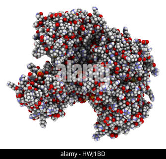 L'Argonaute-2 (enzyme). Partie de la complexe RISC et jouent un rôle dans l'ARN interférence (Arni). 3D illustration. Montré que les atomes dans des sphères Banque D'Images