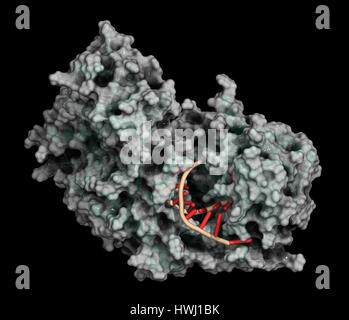 L'Argonaute-2 (enzyme). Partie de la complexe RISC et jouent un rôle dans l'ARN interférence (Arni). 3D illustration. Protéines : combi représentation cartoon Banque D'Images