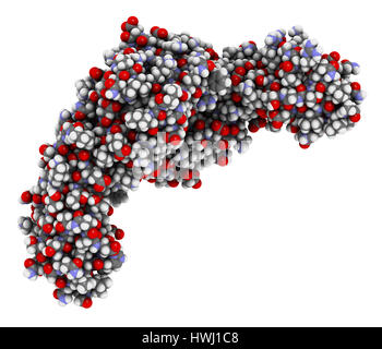 La protéine de surface CD4. Présent sur la glycoprotéine un certain nombre de types de cellules de sang blanches, y compris les cellules helper CD4 +. 3D illustration. Montré que les atomes sphe Banque D'Images