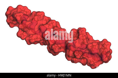 L'hormone parathyroïdienne (PTH, parathormone, parathyrin), protéine sécrétée par les glandes parathyroïdes. 3D illustration. Combinaison de cartoon, un fil de fer Banque D'Images