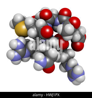 Hexapeptide acétyl-3 argireline (molécule). Le rendu 3D. Fragment peptidique de la SNAP-25. Utilisé en cosmétique pour traiter les rides. Les atomes sont représentés comme des Banque D'Images