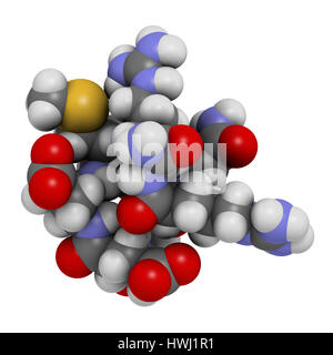 Hexapeptide acétyl-3 argireline (molécule). Le rendu 3D. Fragment peptidique de la SNAP-25. Utilisé en cosmétique pour traiter les rides. Les atomes sont représentés comme des Banque D'Images