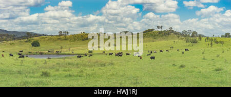Vue panoramique du paysage rural australien avec des vaches de l'herbe verte de l'eau et bleu ciel nuageux, un troupeau de bovins de autour d'un petit barrage et collines Banque D'Images