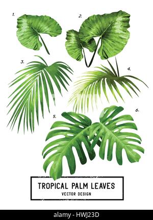 Un ensemble de vecteur vert jungle tropicale isolés feuilles de palmier. Illustration de Vecteur