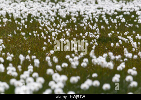 Domaine de la linaigrette (Eriophorum naturelles en fleurs) au sein de l'herbe verte Banque D'Images