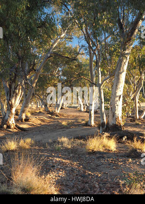Dans les gommiers re sec creek river bed en fin d'après-midi près de Simpsons Gap dans le McDonnell Ranges, Alice Springs, Australie, juin 2015 Banque D'Images