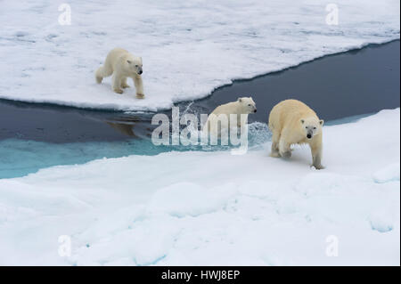 Mère ours polaire (Ursus maritimus), , avec deux oursons natation et sautant par-dessus un banc de glace, l'île du Spitzberg, archipel du Svalbard, Norvège, Europe Banque D'Images