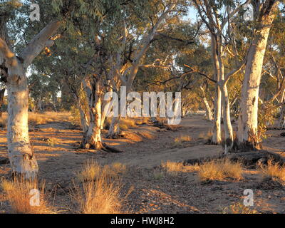 Dans les gommiers re sec creek river bed en fin d'après-midi près de Simpsons Gap dans le McDonnell Ranges, Alice Springs, Australie, juin 2015 Banque D'Images