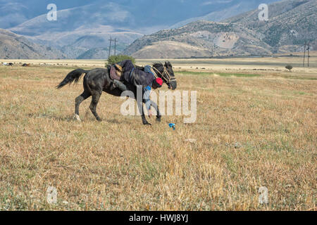 Kokpar traditionnels ou buzkashi dans la périphérie de Gabagly parc national, Shymkent, Kazakhstan, Région du Sud, l'Asie centrale, pour un usage éditorial uniquement Banque D'Images