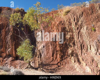 Bordée d'arbres et mur ocre dans le ruisseau à sec à la McDonnell Ranges, Alice Springs, Australie, juillet 2015 Banque D'Images