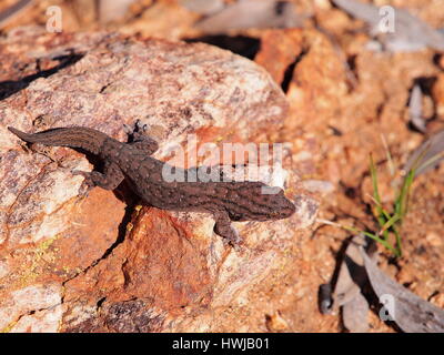 Tree Dtella gecko Gehyra variegata dans le soleil du matin sur un rocher dans l'outback près d'Alice Springs, Australie, juillet 2015 Banque D'Images