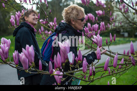Les visiteurs regarder une cherry blossom tree à Kew Gardens, au sud-ouest de Londres. Banque D'Images