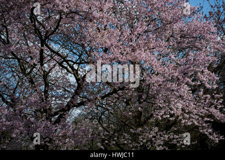 Cherry Blossom à Kew Gardens, au sud-ouest de Londres. Banque D'Images