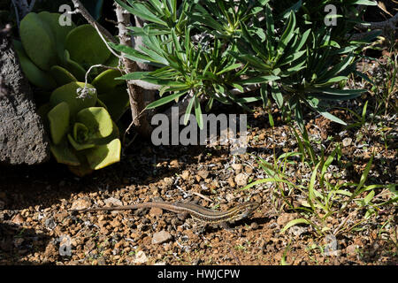 L'Ouest femelle lézard Canaries, El Paso, La Palma, Espagne , Gallotia galloti palmae Banque D'Images