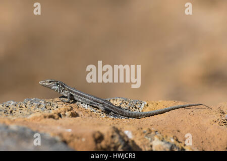 L'Ouest femelle lézard Canaries, El Paso, La Palma, Espagne , Gallotia galloti palmae Banque D'Images