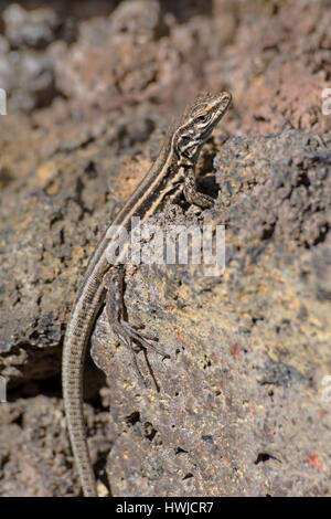 L'Ouest femelle lézard Canaries, El Paso, La Palma, Espagne , Gallotia galloti palmae Banque D'Images