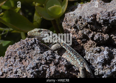 L'Ouest femelle lézard Canaries, El Paso, La Palma, Espagne , Gallotia galloti palmae Banque D'Images