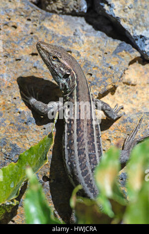 L'Ouest femelle lézard Canaries, El Paso, La Palma, Espagne , Gallotia galloti palmae Banque D'Images