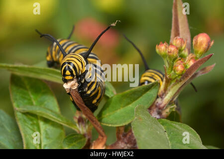 La chenille de papillon monarque, Asclepia Curassavica, , papillon Monarque Danaus plexippus, Benalmadena, province de Malaga, Andalousie, Espagne Banque D'Images