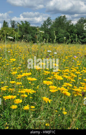 Camomille jaune, waiblingen, rems vallée, Rems-Murr région, Bade-Wurtemberg, Allemagne, , Anthemis tinctoria, Banque D'Images