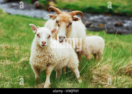 Les moutons islandais. Vue fantastique cascade dans le parc national. Banque D'Images