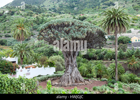 L'arbre Dragon. Arbre Dracaena draco est un symbole naturel de l'île de Tenerife. Icon de los Vinos, Canaries, Espagne Banque D'Images