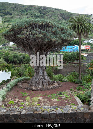 Jardin avec arbre Dragon. Arbre Dracaena draco est un symbole naturel de l'île de Tenerife. Icon de los Vinos ville, Secteur de l'agriculture, de l'Espagne Banque D'Images